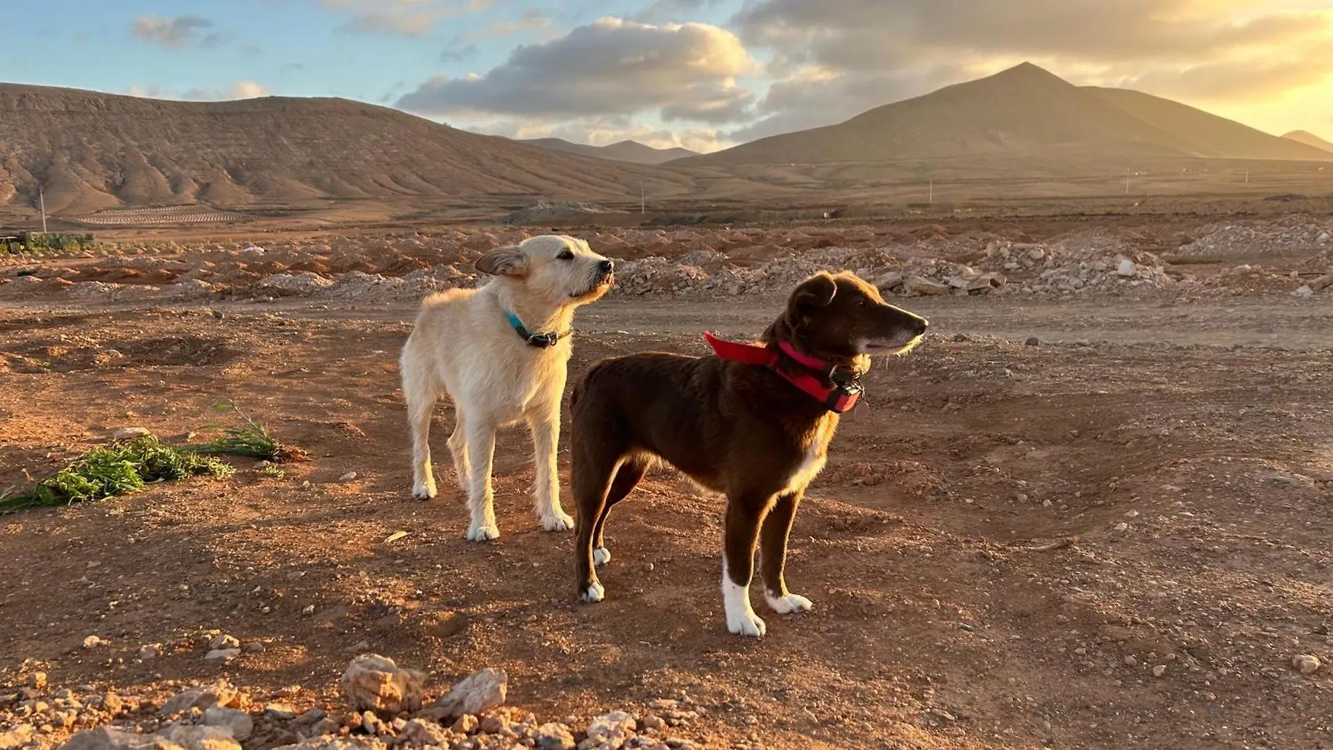 Casa Frida Διαμέρισμα Cotillo